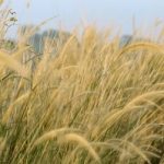 Mengapa Lalang dan Gandum di Biarkan Tumbuh Bersama? (Matius 13:26-30)